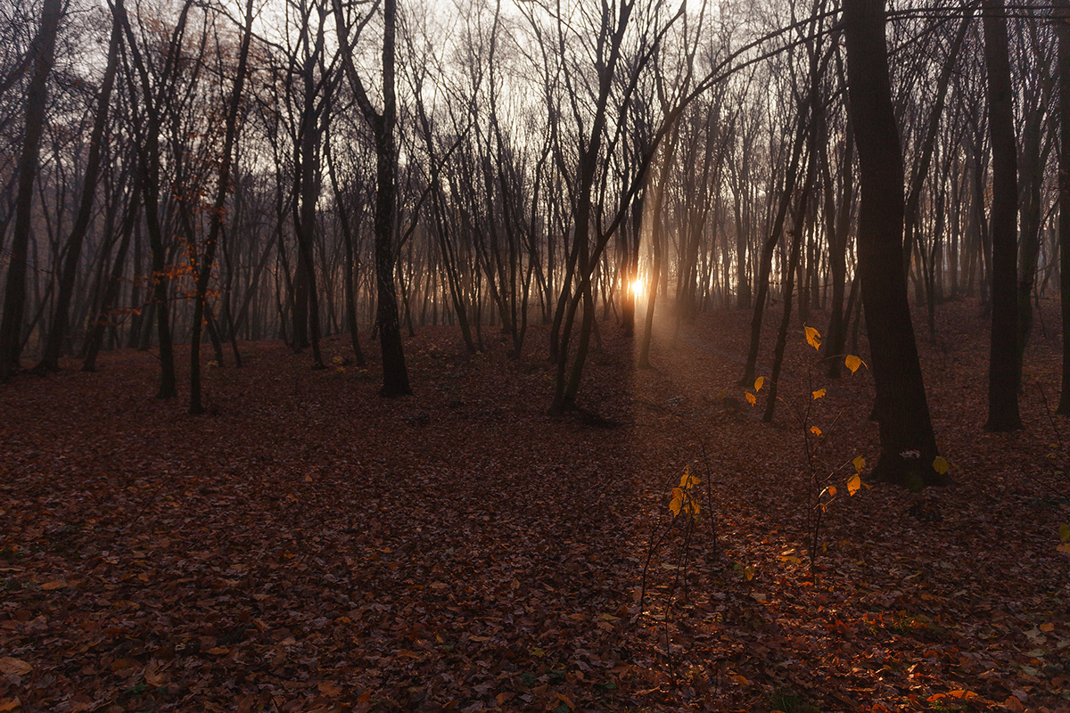 autumn forrest gold Holosiyivsʹkyy Park Kiyv Photography  Sunrise ukraine