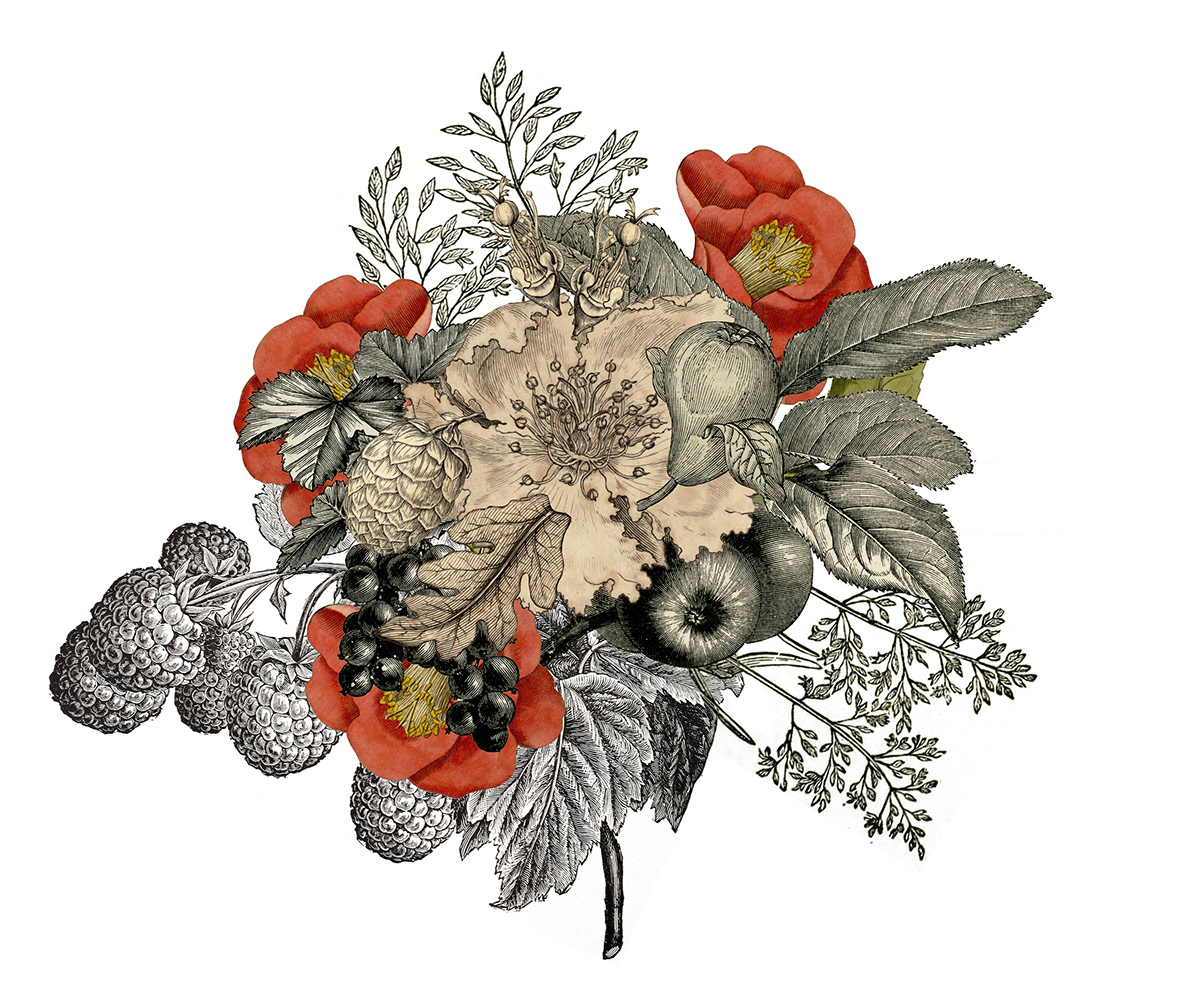 ALCHEMY ART alcohol botanical illustration climate change Digital Art  Drawing  enery gin ILLUSTRATION  UK