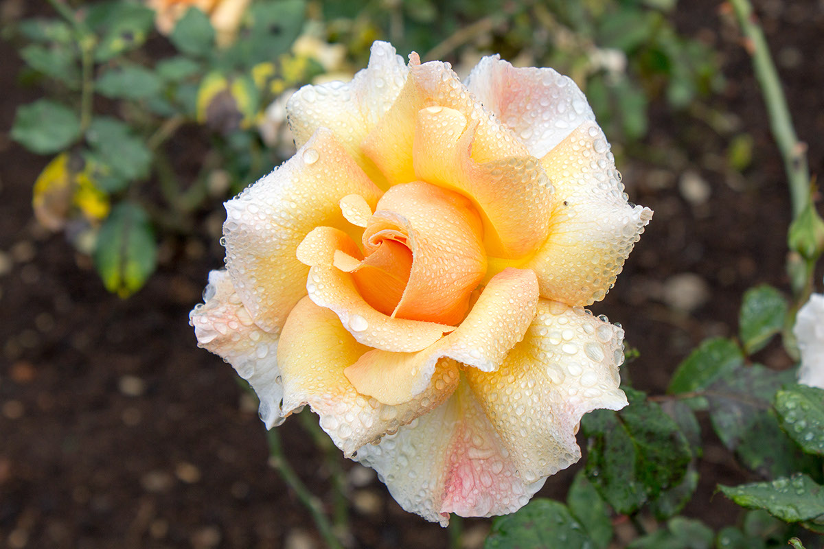 ooty rose garden flower