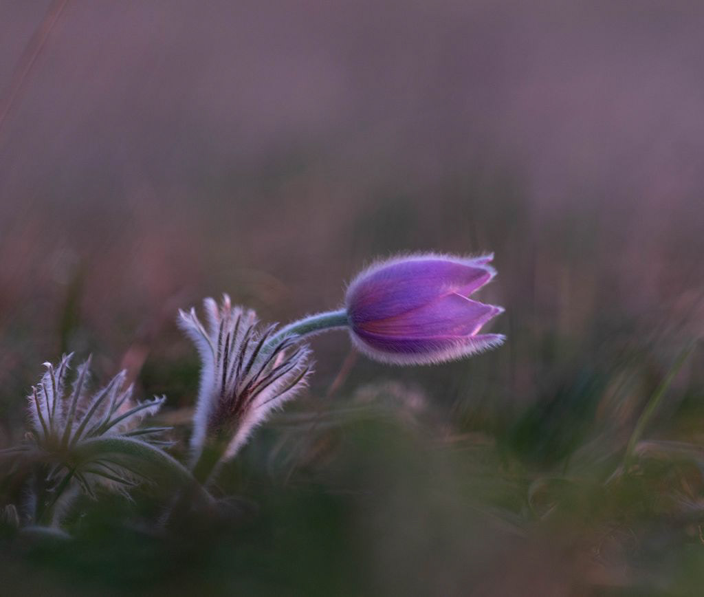 Adobe Portfolio bodomiklos colors digitalphotography Flowers Photography  spring springtime Wildflowers