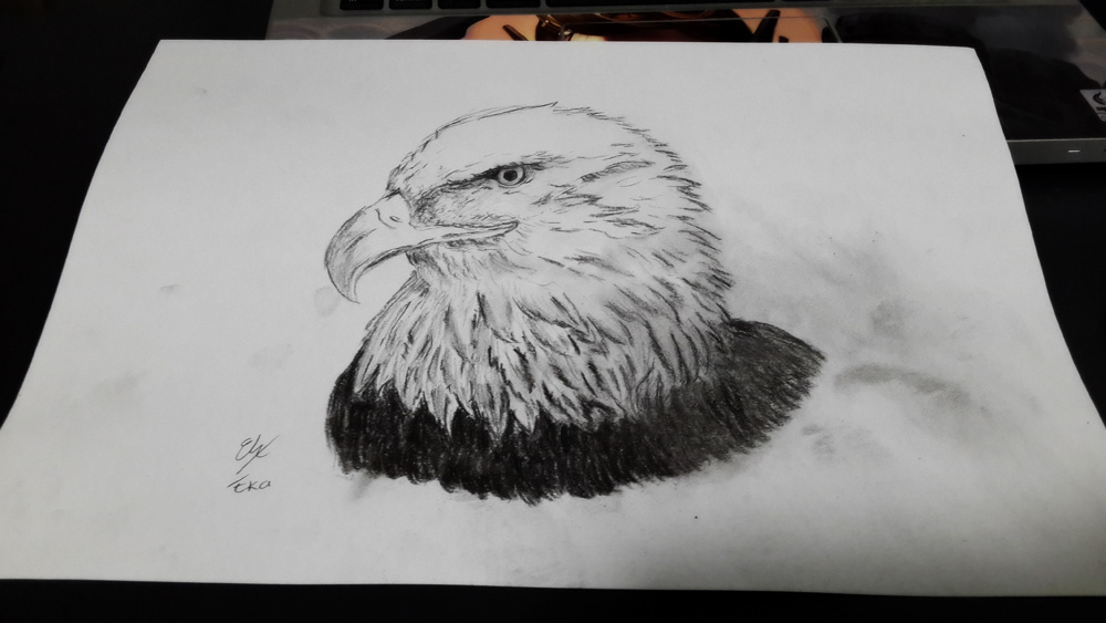 bird eagle bald eagle sketches sketch draw bird sketch