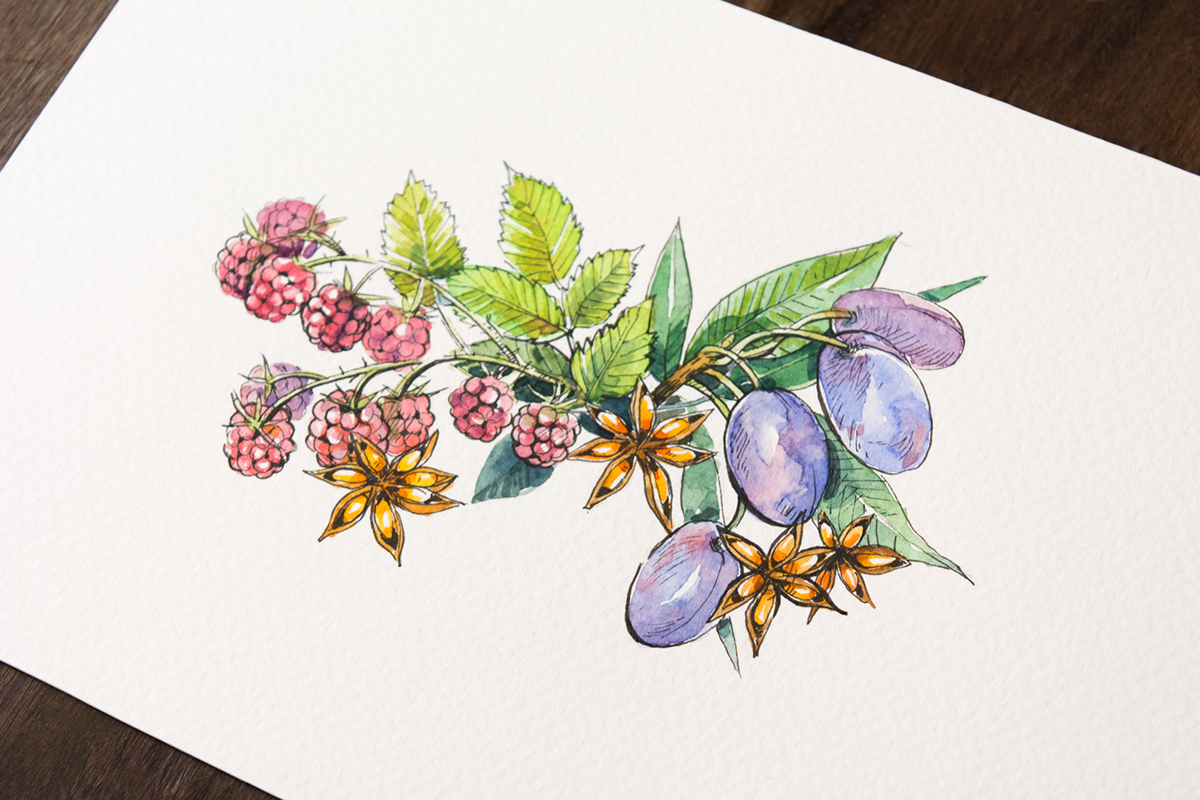 watercolour botanical Plant Fruit watercolor Herbarium wine colorful flower blossom fresh spice