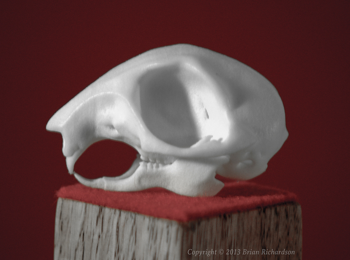 skull bone animal frog squirrel Echidna 3d print taxidermy