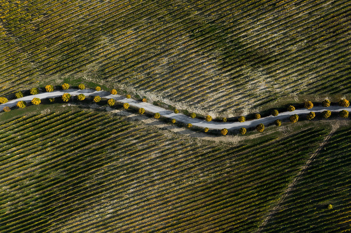 aereal autumn drone Italy lightroom Photography  vineyard abstract field Production