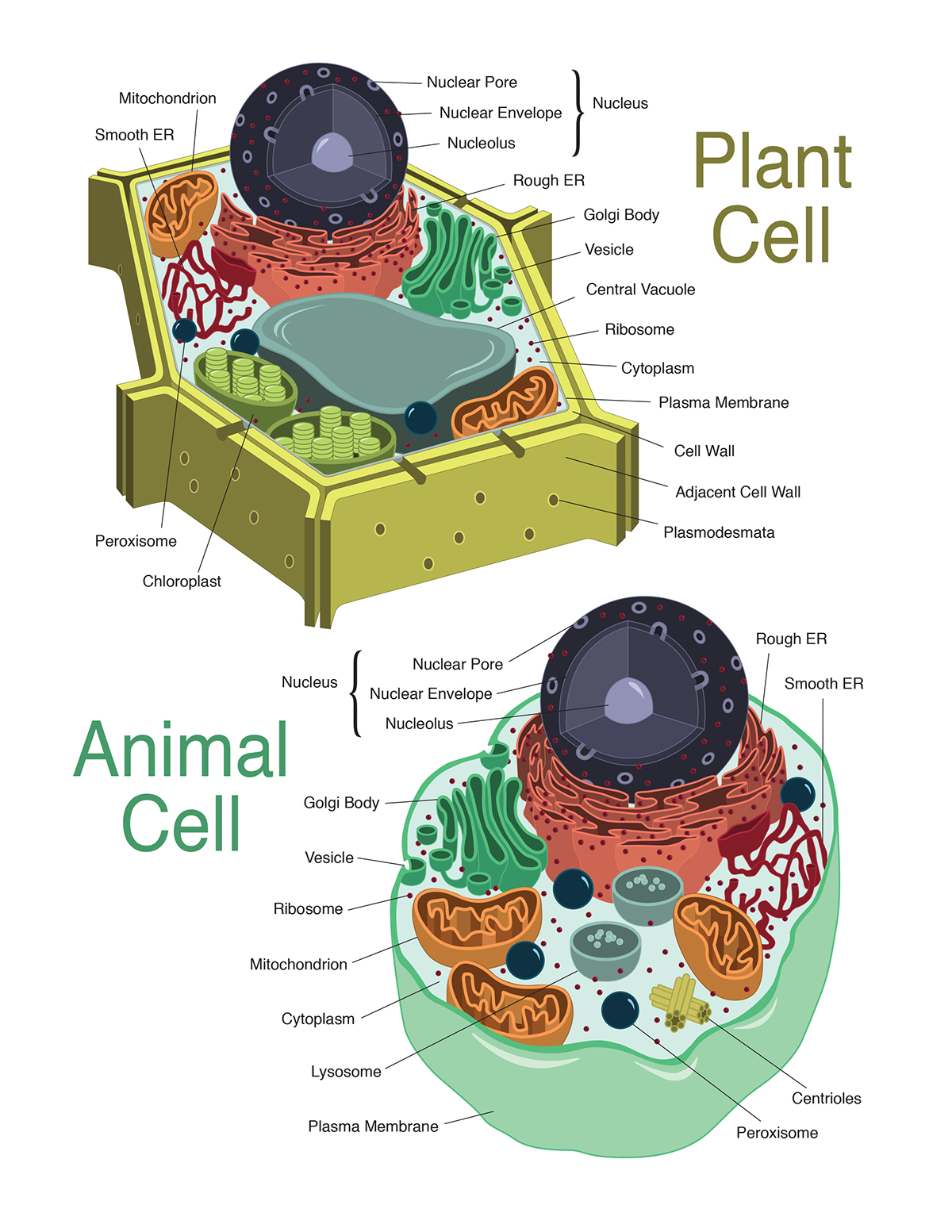 Plant and Animal Cells on Behance