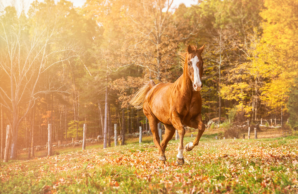 horses farm lifestyle Connecticut