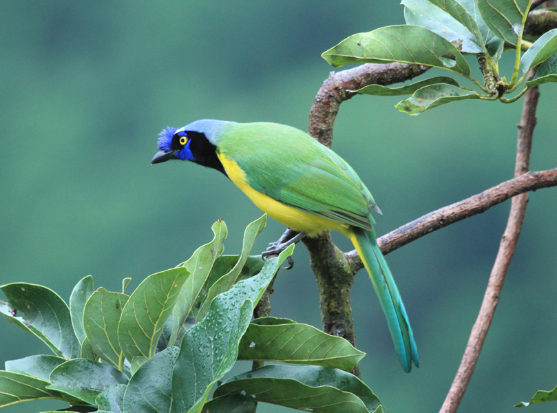 birds  venezuela  conservation avian aves neotropics nature stock photography birder    birding South America