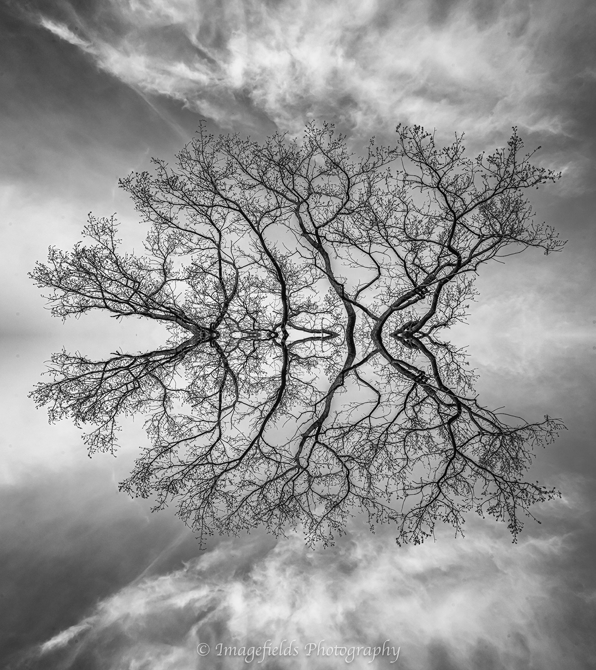 Tree  Nature Photography  lndscape architecture reflections Mirror Images minimalistic bnwphotography