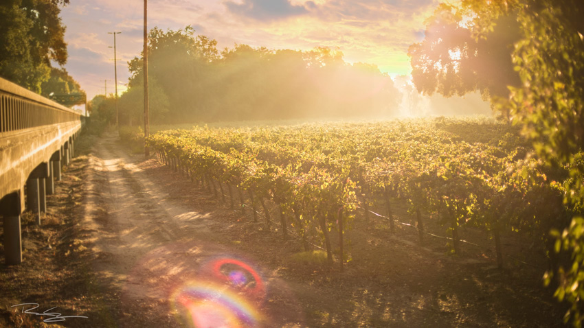 Vineyards fine art earth grapes wine photo Sunrise clouds sunset