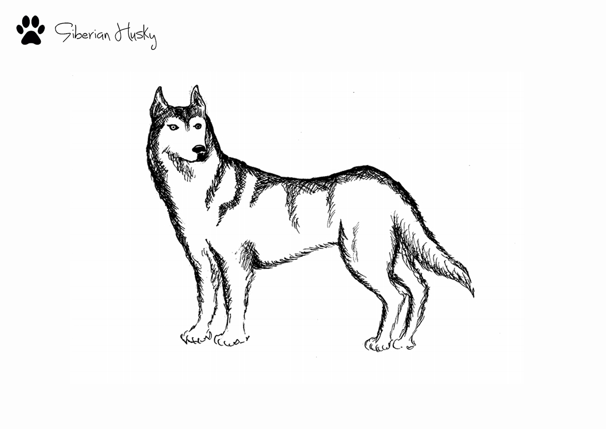 dog Love sketching Siberianhusky husky Pommaerian Pug