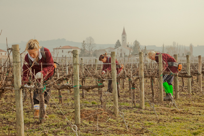 Adobe Portfolio verona valpolicella bertani wine amarone wineries