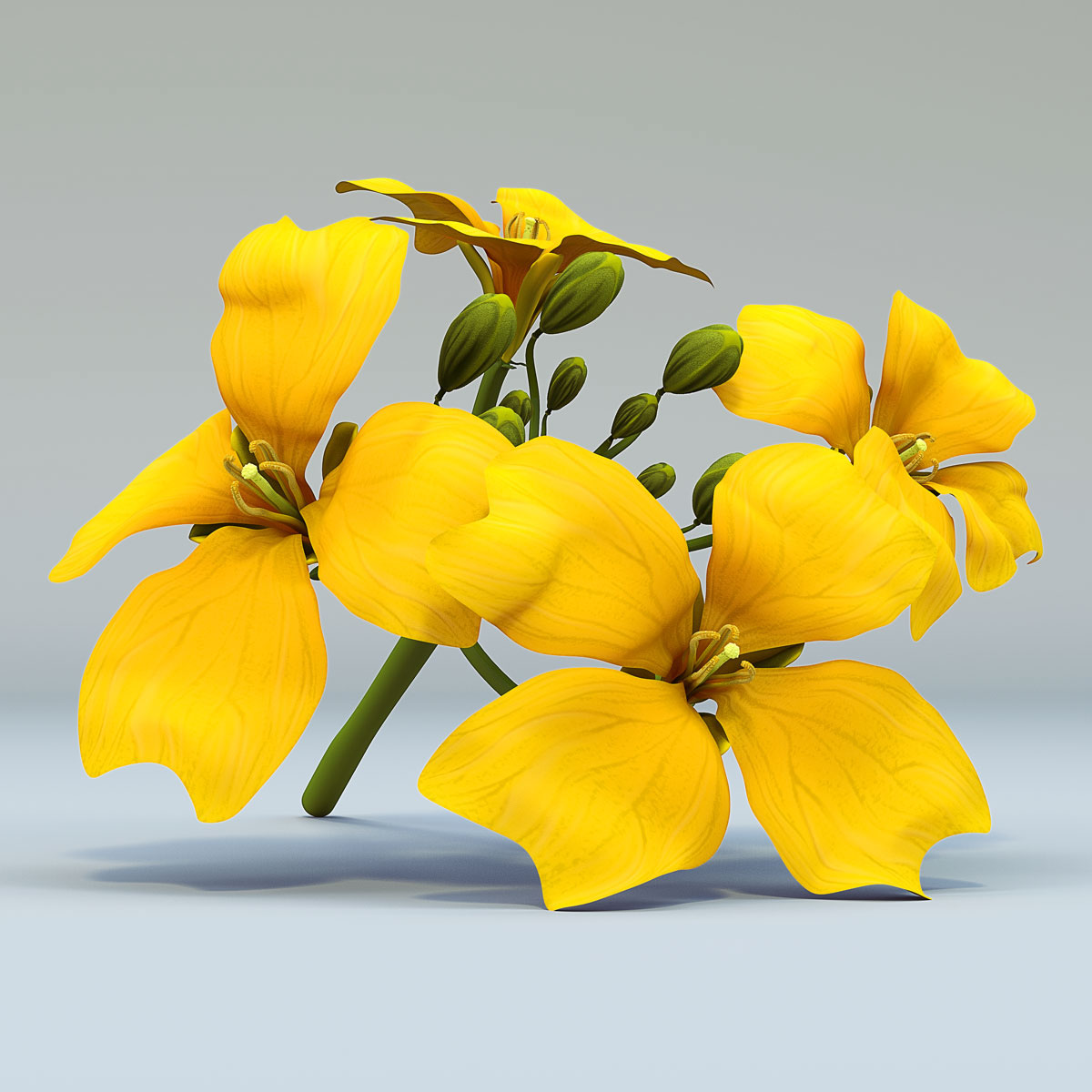 Flower canola • Soya on Behance