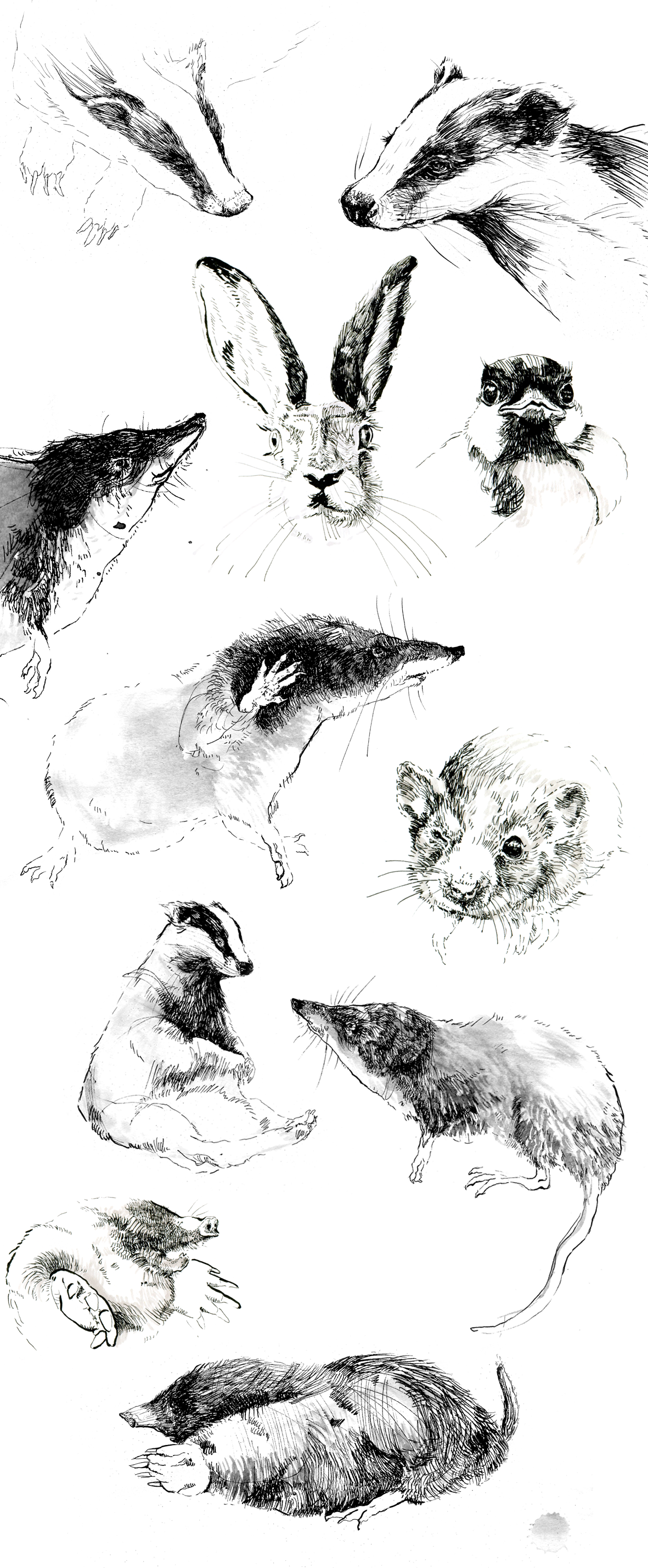 animals black and white sketch