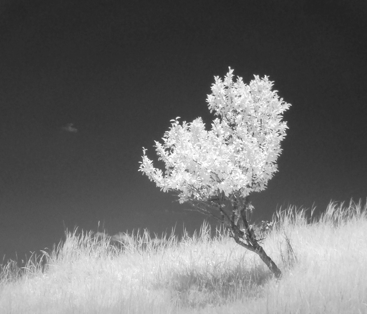 infrared infra red Landscape Tree  surreal rotea dan cluj-napoca Picture filter Sony h9 SKY dark cool digital spectrum