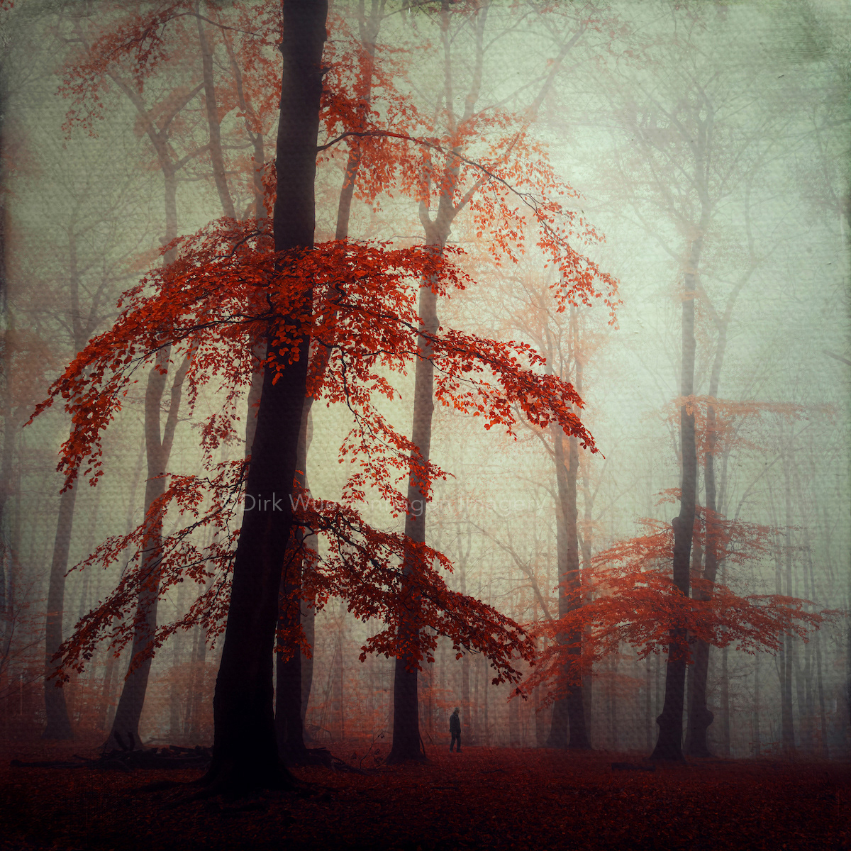autumn tranquility Photography  forest Nature Landscape fog textureedit