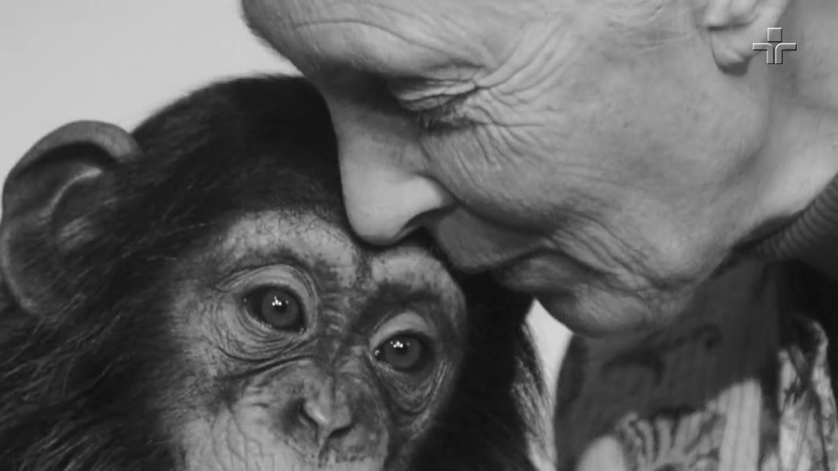 bonobo chimpanzees frans de waal Jane Goodall monkeys