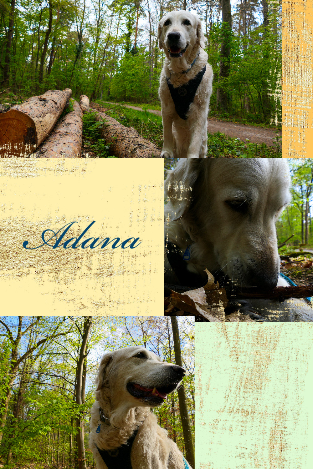 Aniaml cute dog forest GOLDENRETRIEVER Nature Pet Photography  portrait trees