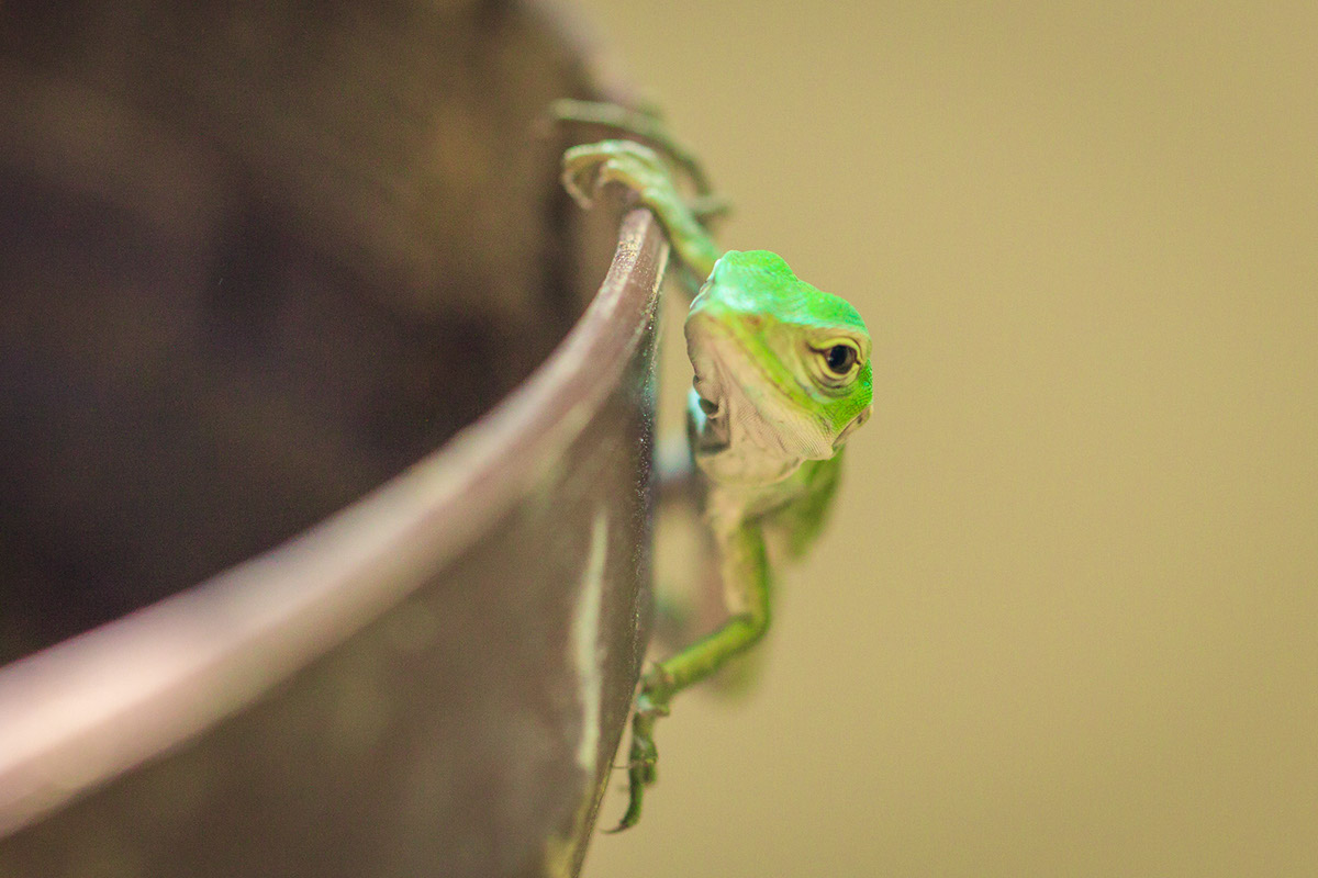 Adobe Portfolio lizard iguana animal green