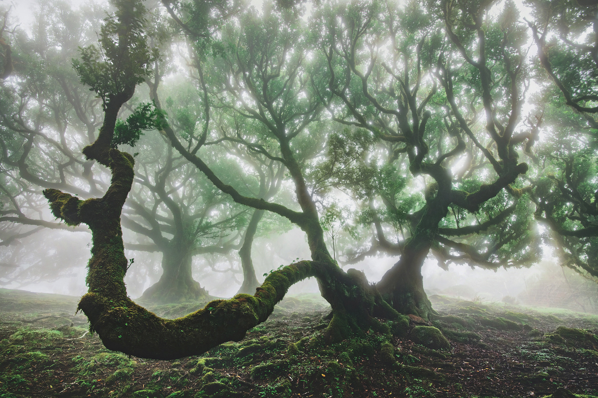 fanal fog forest Laurisilva Madeira trees wood