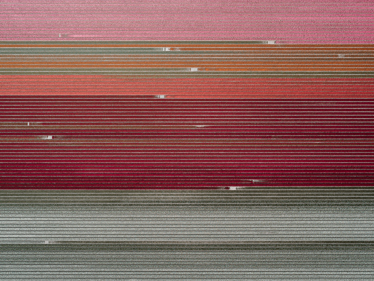 tulip flower fields Netherlands Holland Aerial aerialphotography drone aerialview helicopter
