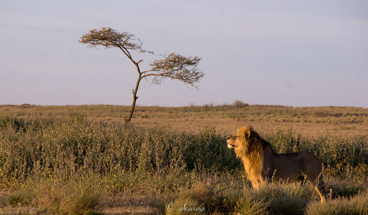 africa serengeti cheetah lion kusini Buffalo wild Nature sepia Maasai Tanzania