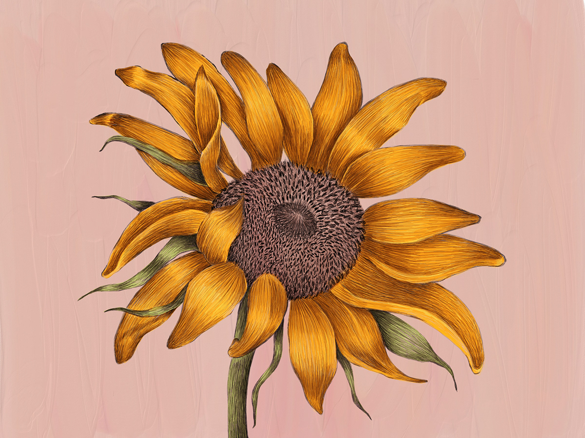 sunflower Nature botanical Sustainable ecofriendly Sunny textile