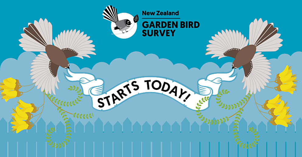 Bird Illustration promotional illustration Vector Illustration adobe illustrator Social media post Advertising  kiwiana New Zealand birds New Zealand illustration New Zealand Illustrator