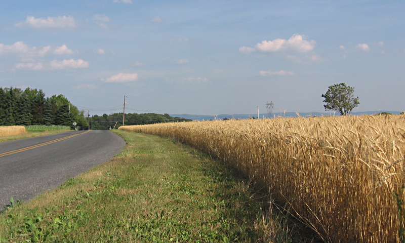 summer wheatfield cobbler road