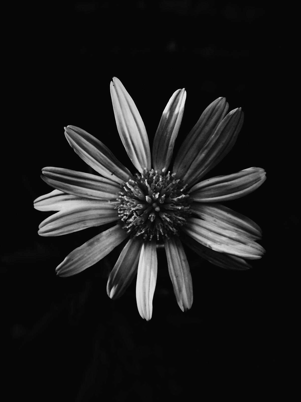 blackandwhite Flowers Nature portraits photo FINEART