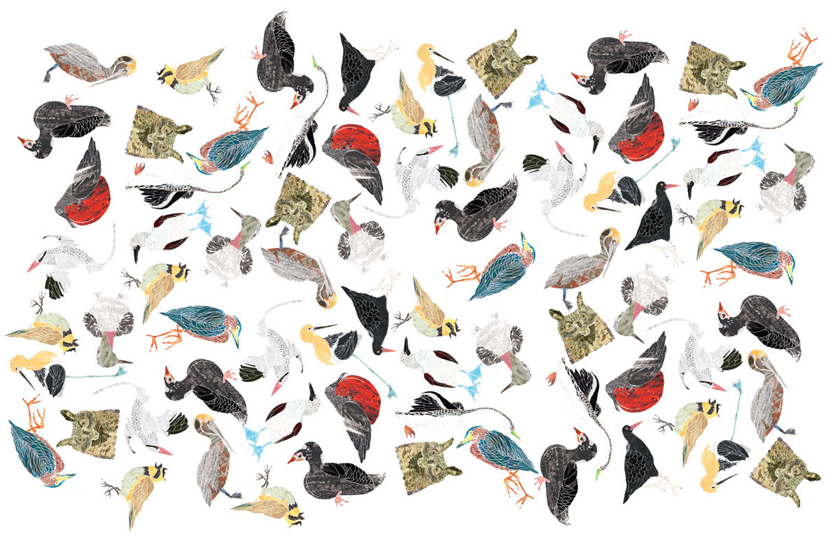Tijuana Estuary  birds bird illustrations tijuana slough