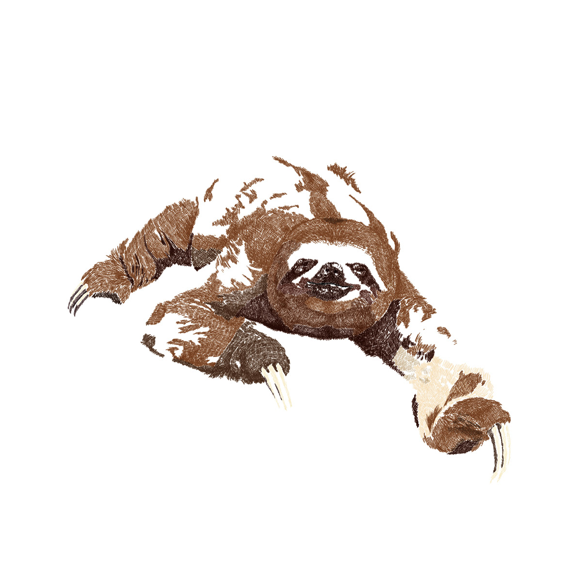 animal Drawing  graphic design  leopard monkey sloth Turtle wolf DEGITAL ILLUSTRATION Photoshop drawing