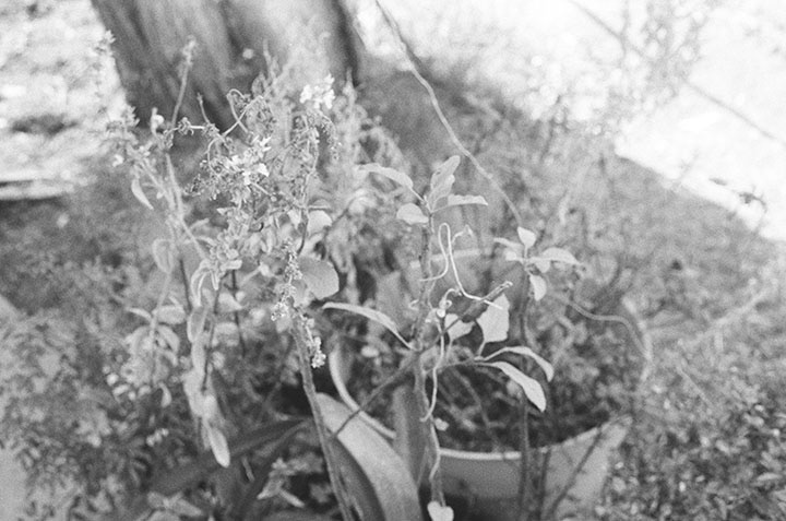 dog plants shadow light dark b&w black White black and white processing process print shade blur Focus