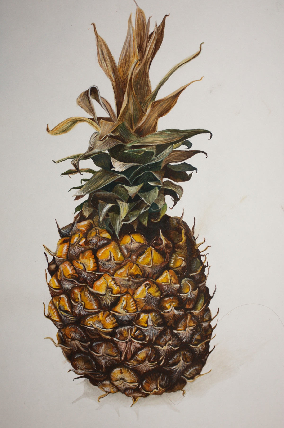 Adobe Portfolio gouache Pineapple paint realistic