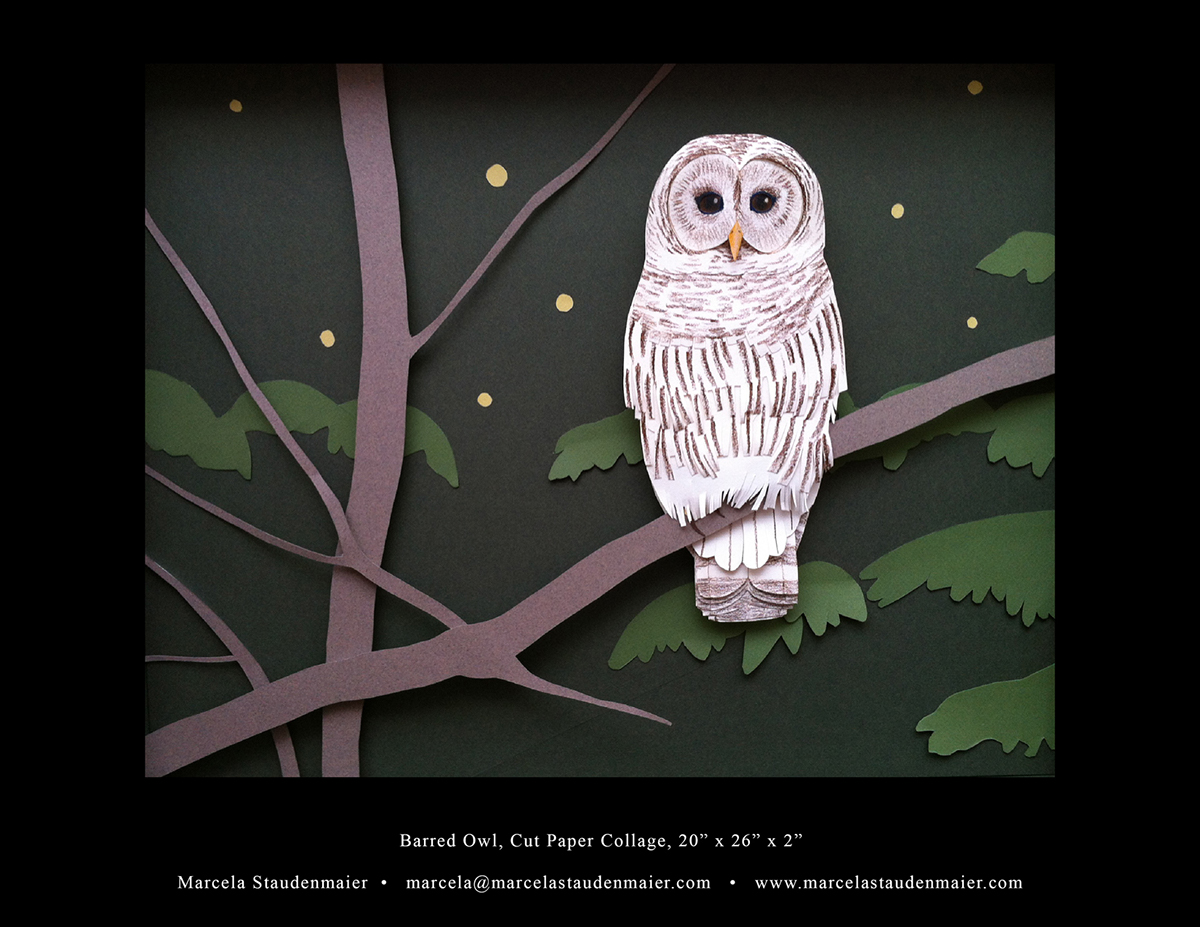 Barred Owl owl owls cut paper collage threedimensional three dimensional paper 3D birds