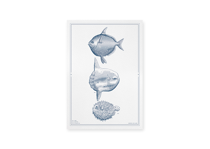 fish animal ball ink lines etching engrave scientific Ocean inspire