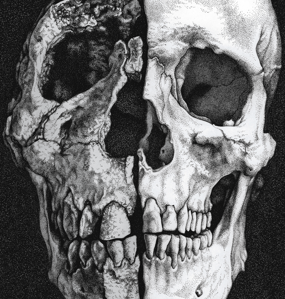 Scientific American magazine editorial scientific illustration skull evolution fossils pen and ink Cover Art