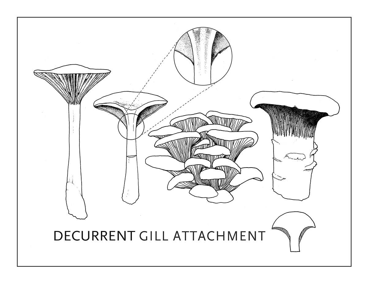 watercolor graphite scientific illustration ctenosaura similis Mushrooms skull digital Jawbone map maps