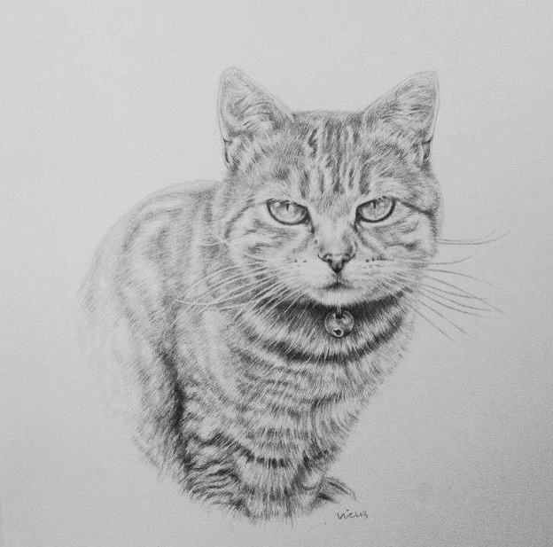 Cat Drawing  commission sketch sketchbook