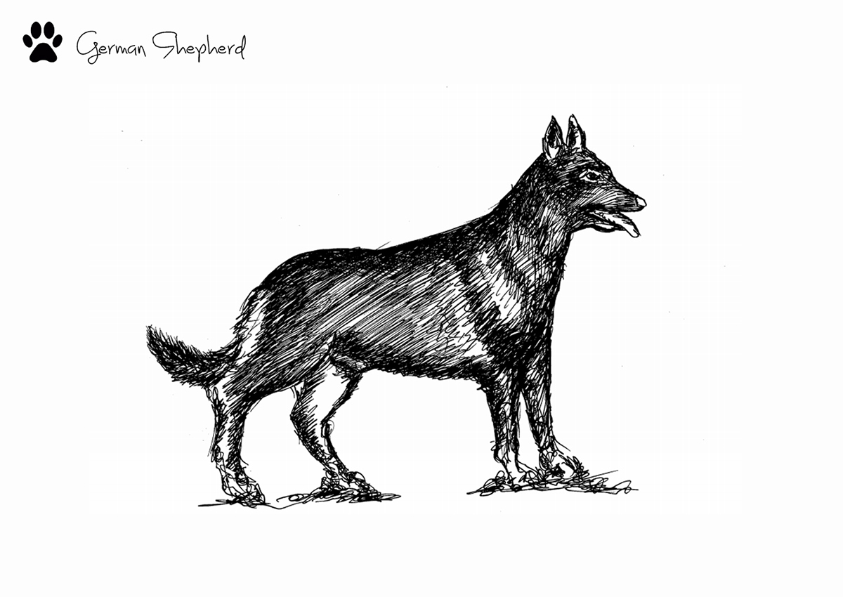 dog Love sketching Siberianhusky husky Pommaerian Pug