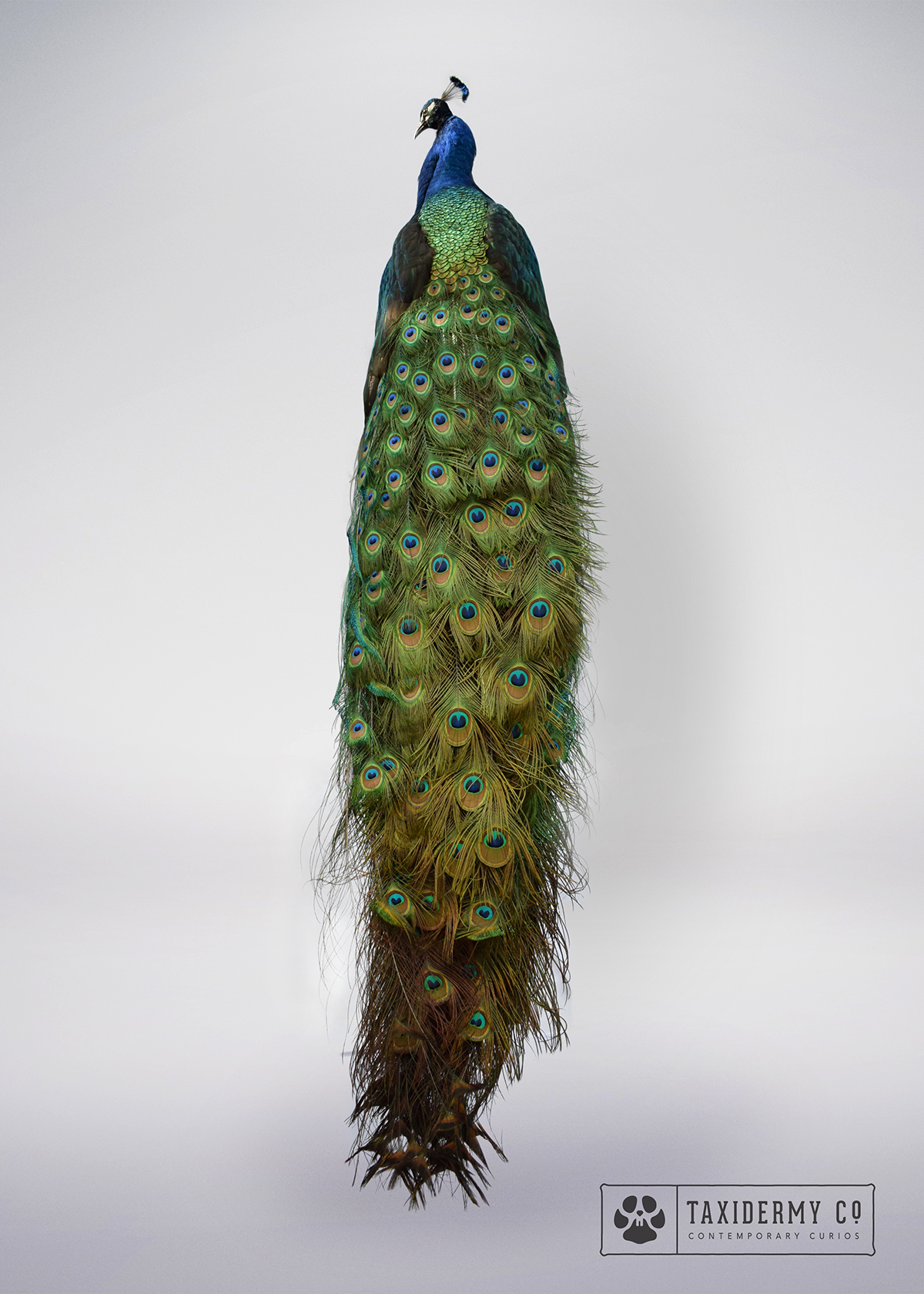 taxidermy animals peacock logo contemporary stuffed weird macabre death Unusual