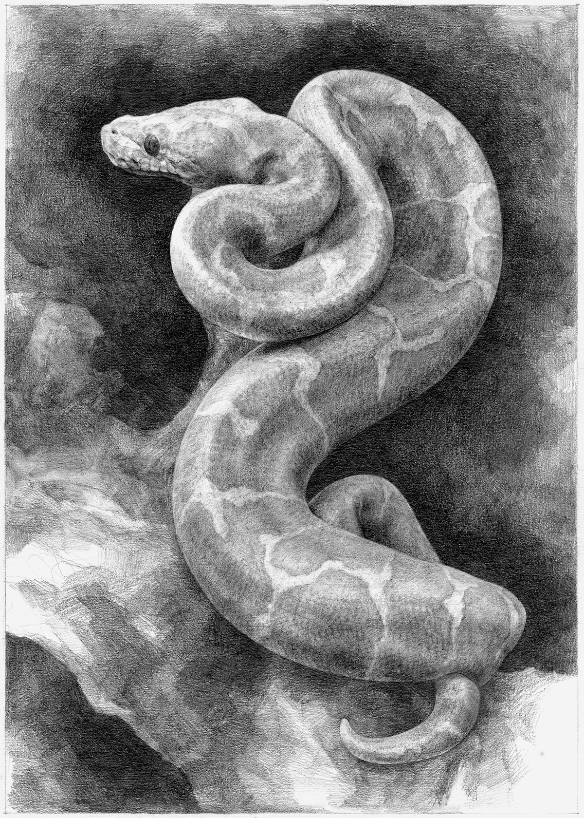snake python morph scientific wildlife