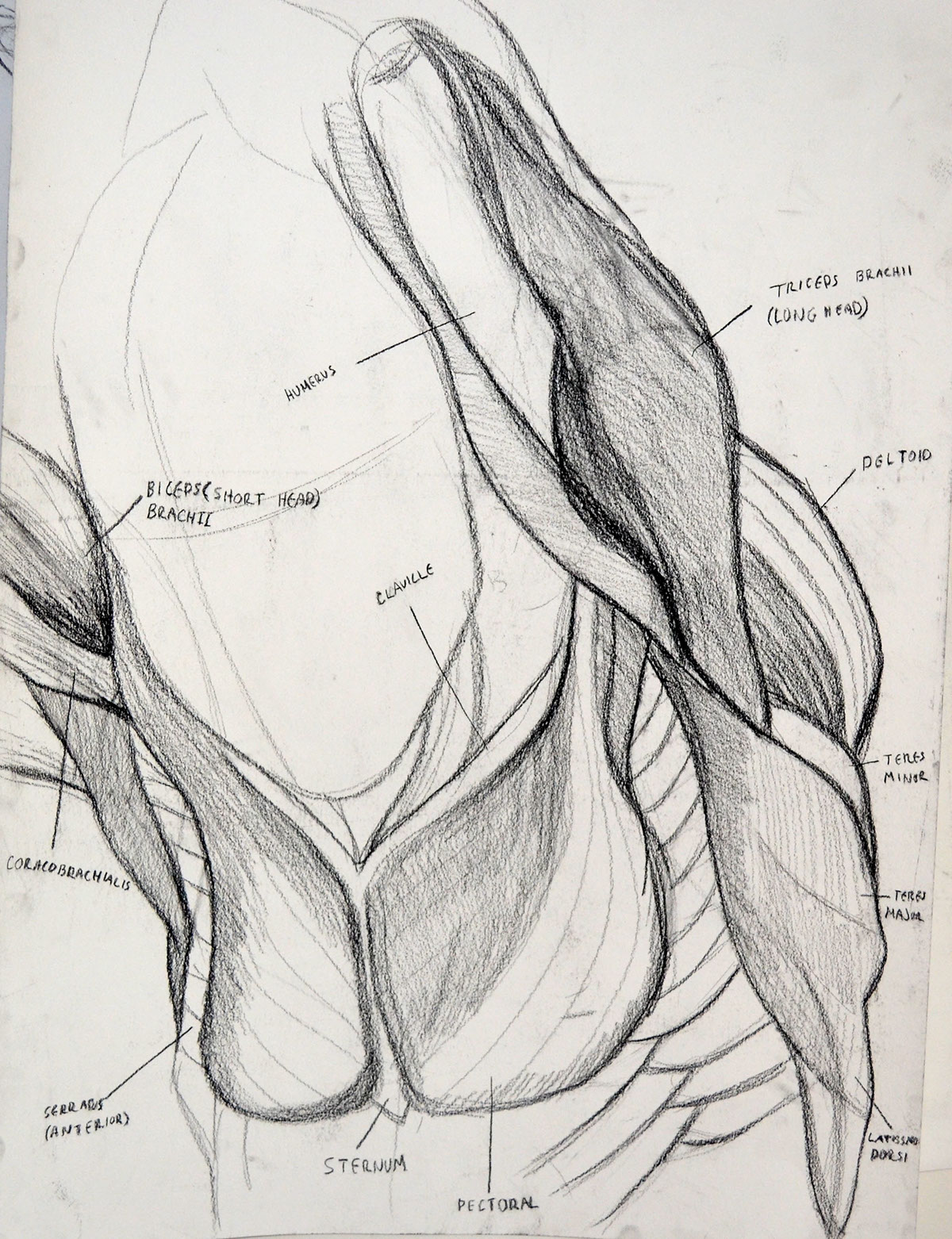 Artistic anatomy