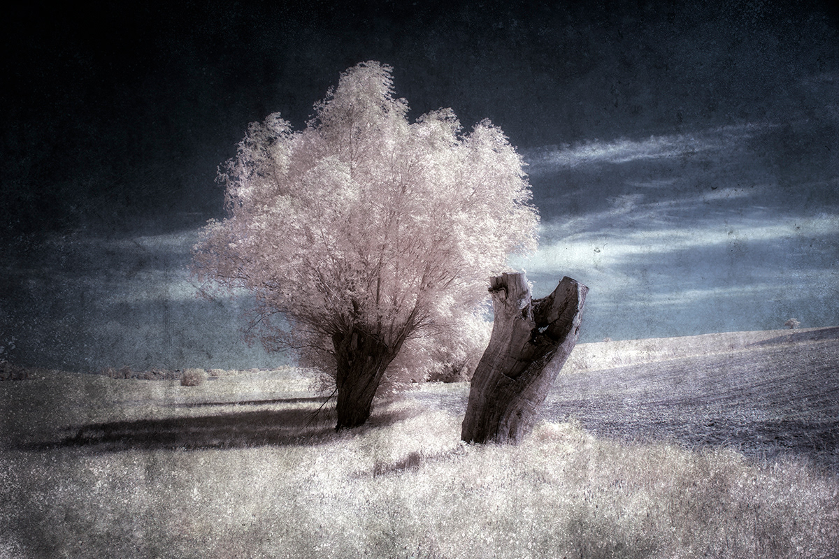 blue Landscape Pictorial poland river Tree  White willow infrared photography Photography 
