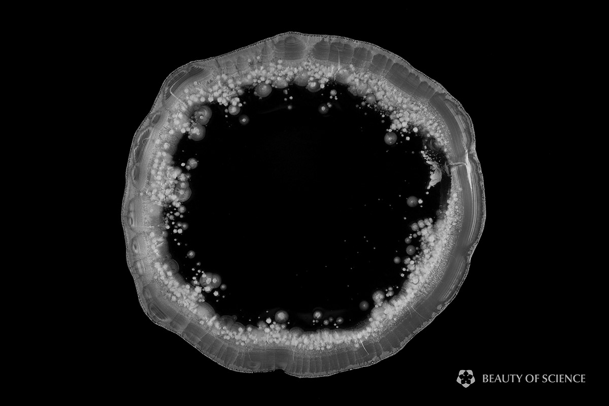 crystallization chemistry Photography  crystals time-lapse Envisioning Chemistry experimental Documentary 