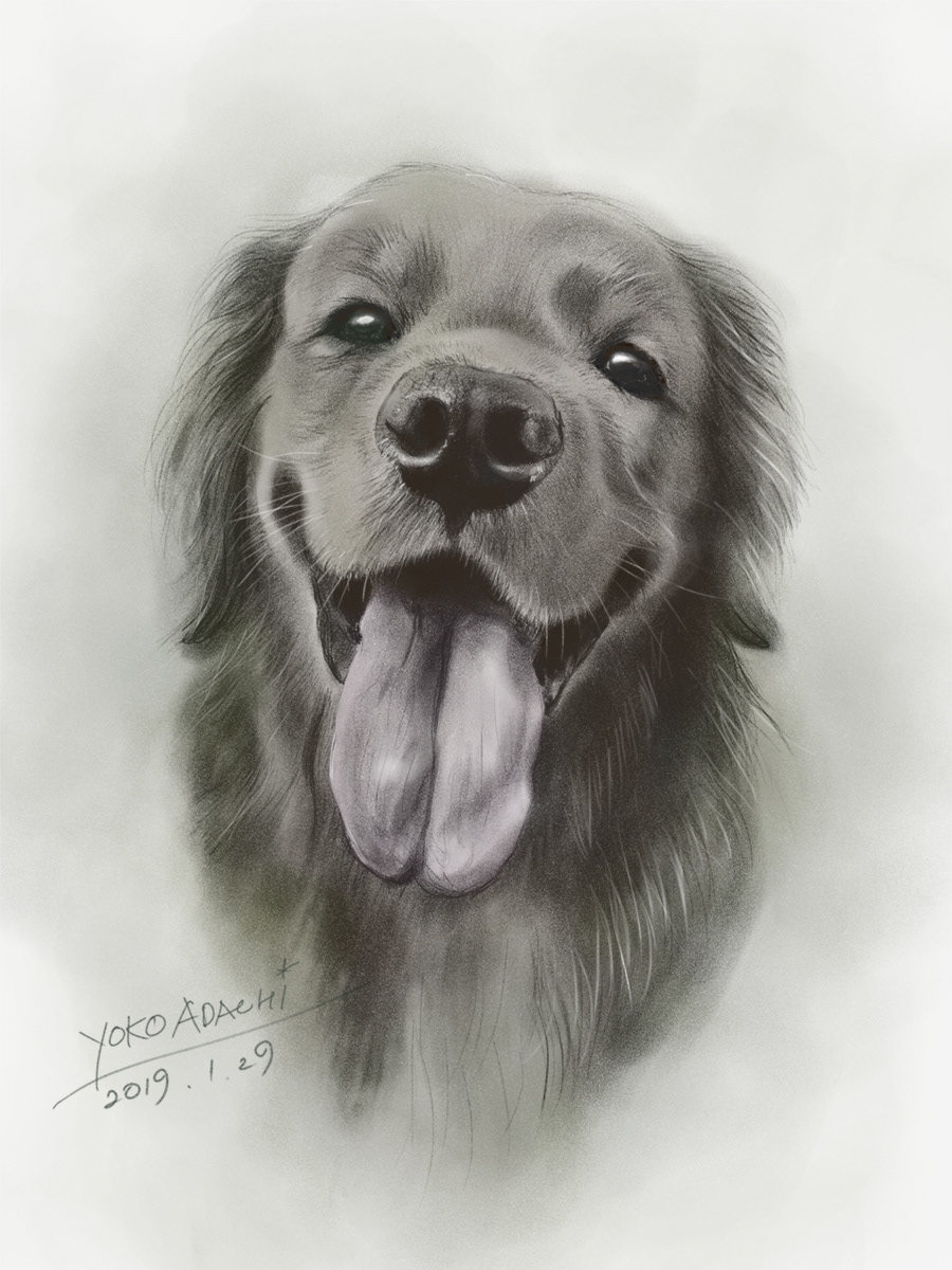 ILLUSTRATION  dogillustration GOLDENRETRIEVER Retriever dog doglover art Drawing  sketch painting  
