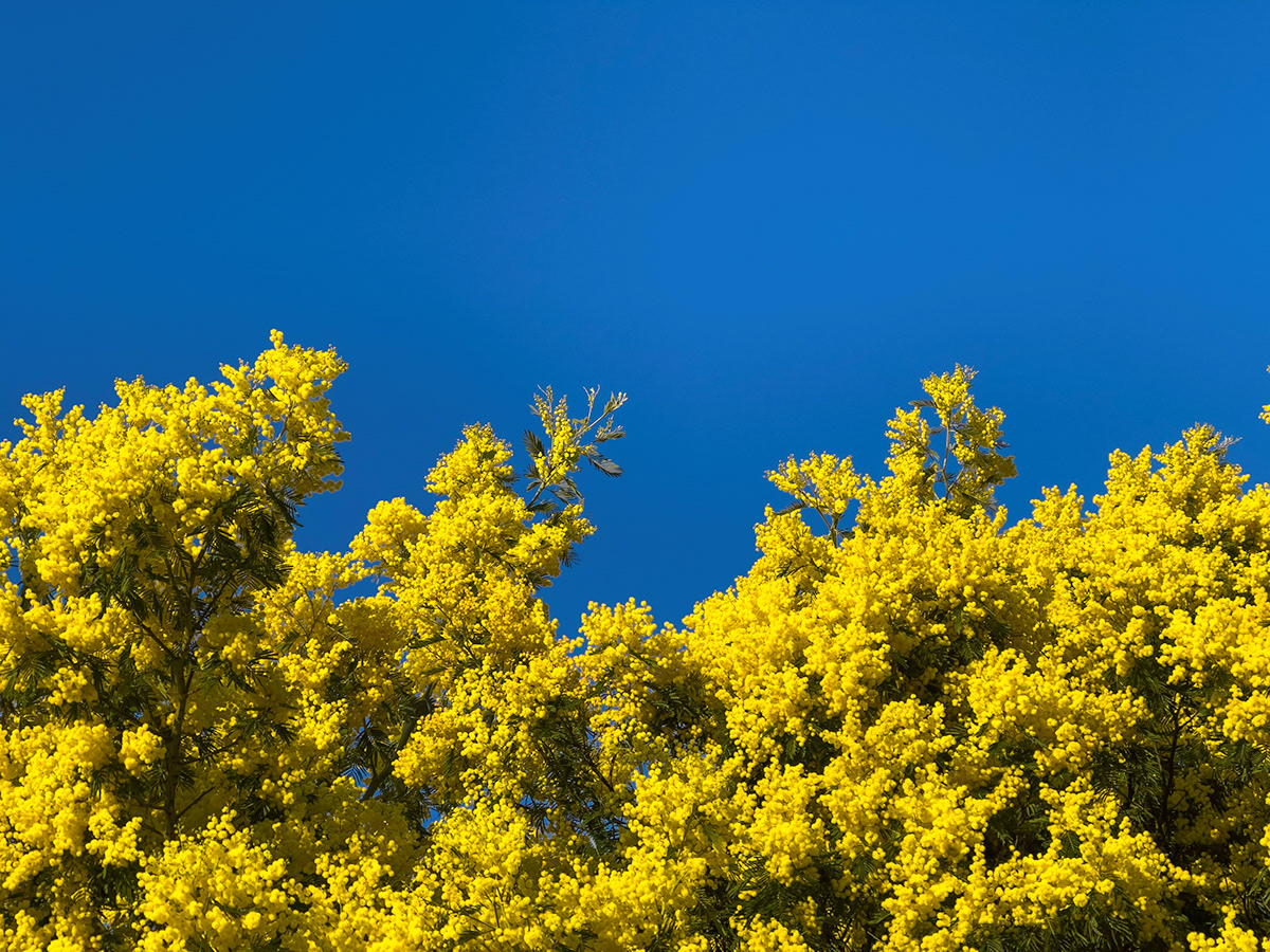 blossom blue freedom mimosa nowar peace Solidarity support ukraine yellow