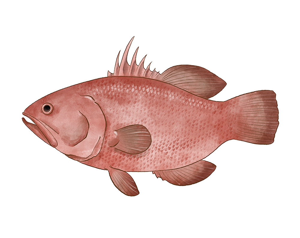 colombia digital illustration fish ILLUSTRATION  mar Nature peces peces pacifico Procreate