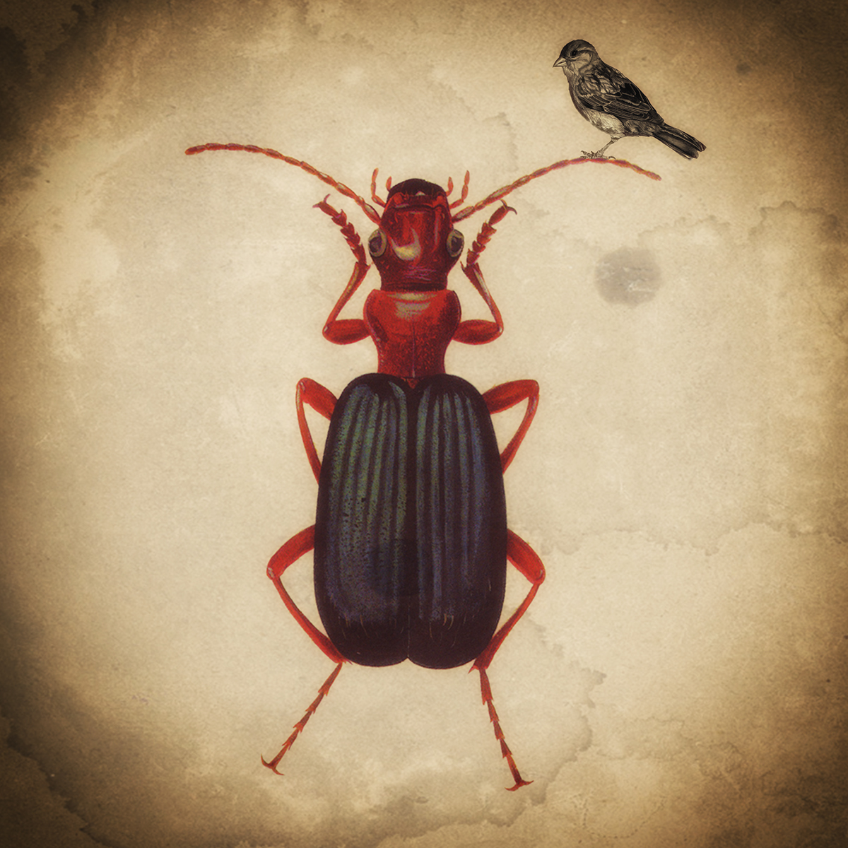 bugs  beetles  birds  nature  natura natural pajaros insectos estudiovisual paulamorales digitalcollage collage digitalart