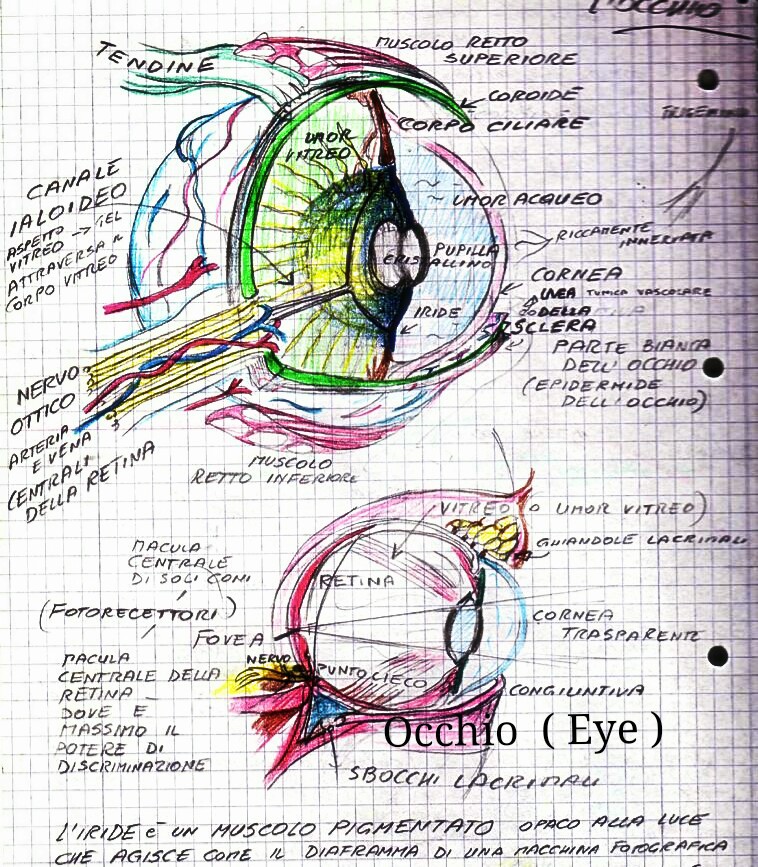 #Fegato #Liver #occhio #eye #eyes #Polmoni #Lungs #Orecchio #ear #ears #anatomy #anatomical-drawings