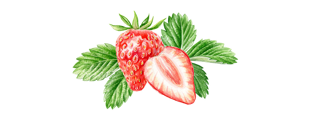 aquarelle botanical illustration honey ILLUSTRATION  Packaging strawberry watercolor